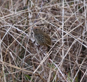 Fernbird Fernbird