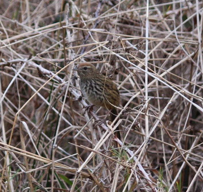 Fernbird