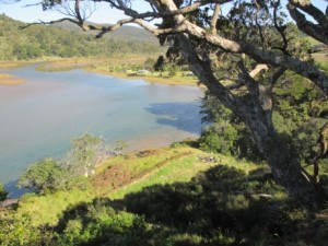 Aerial view of our Children's forest next to Waikawau Bay estuary