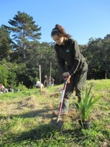 Sidney digs a hole ready for a little cabbage tree