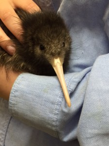 Mauricio, the first kiwi chick from our project, destined for Motutapu