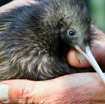 A group of children from the Coromandel Area School explore  Waikawau Bay Wetland 